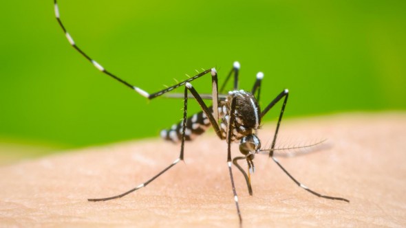 San Fernando brinda consejos para la prevención del dengue en los hogares